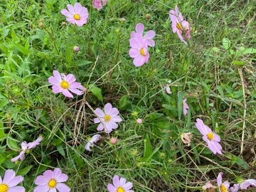 写真：開花したコスモスの様子