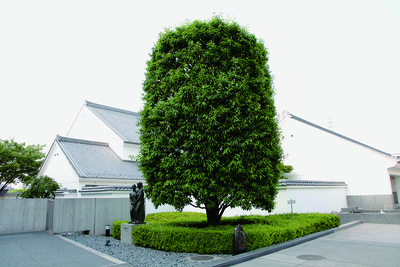 かしの木