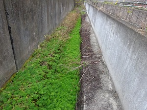 水路での発生の写真
