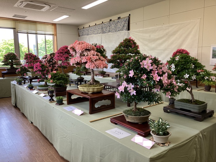 さつき展の写真2