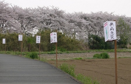 薬師神社（川越市伊佐沼）までの道沿いに並ぶ地口行灯の写真
