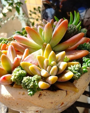 寄植えされた多肉植物の写真