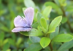 写真：チョウ