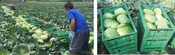 満洲ファームでキャベツを収穫する様子（左）、収穫されたキャベツ（右）の写真