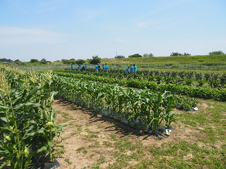 写真：名細農場