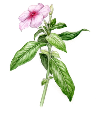 植物画のイラスト