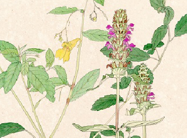 生誕150年　杉浦非水と『非水百花譜』