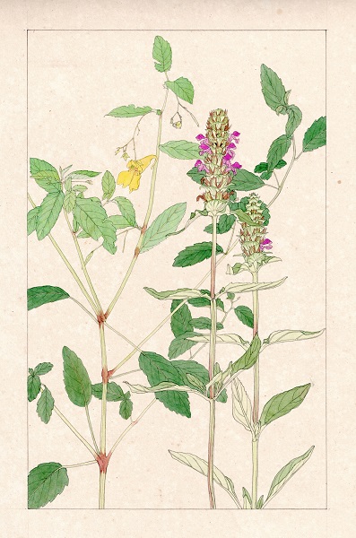 画像：作品写真