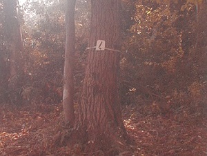 写真：ナラ枯れ木対策事業作業前