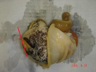 貝の身を取り出し、赤線の部分から肉質膜の下の部分が見えるように切断してください。