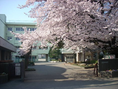 富士見中学校の校門に咲く桜