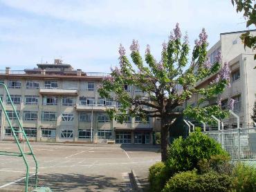 桐の花が咲きほこる中央小学校校舎