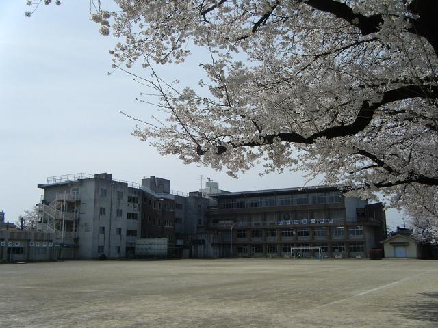 美しい桜に彩られた校庭の写真