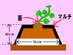 図：苗の植え方