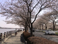 伊佐沼西岸の桜並木