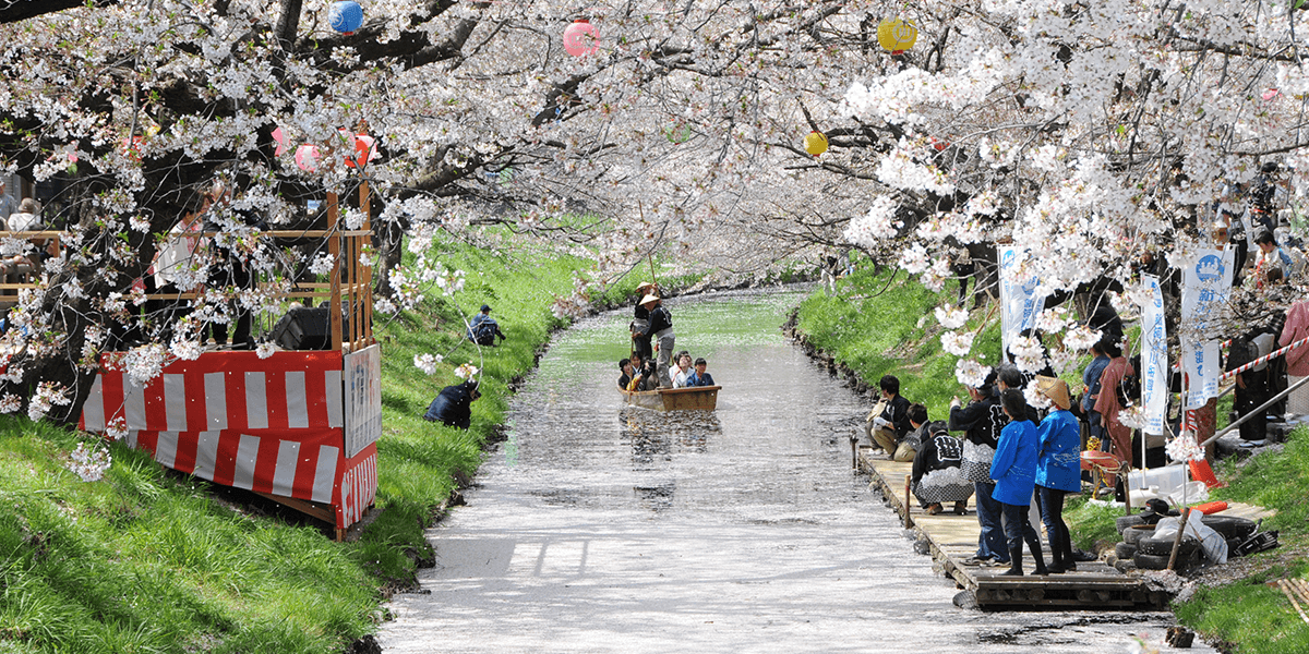 春の川桜