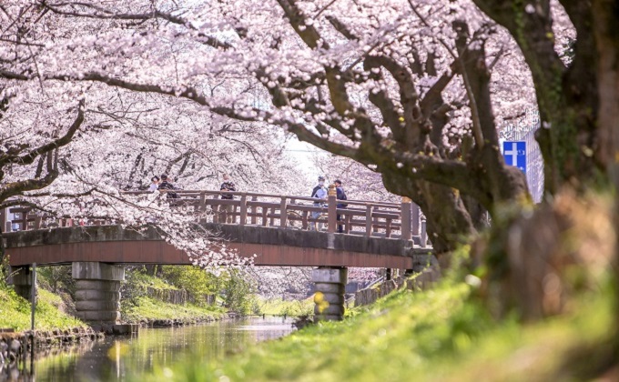 新河岸川の桜トンネル